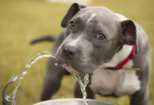 what does it mean when an older dog starts drinking a lot of water