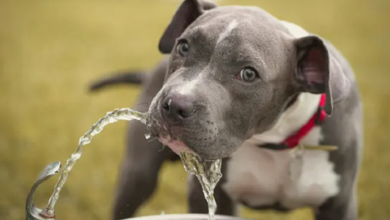 what does it mean when an older dog starts drinking a lot of water