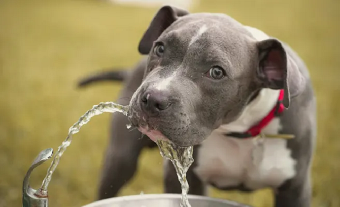 what does it mean when an older dog starts drinking a lot of water