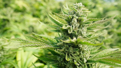 Cannabis