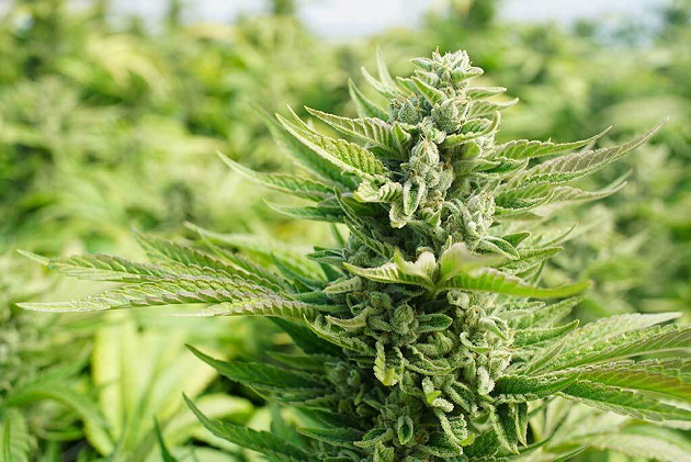 Cannabis